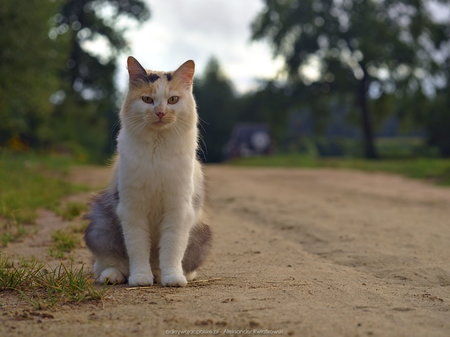 Biało-rudy kot