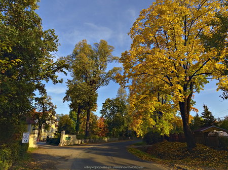Jesienne drzewa w okolicy pałacu w Wojanowie