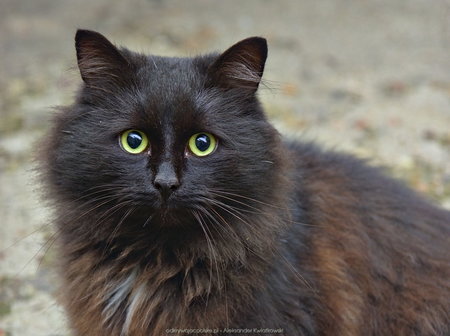 Przestraszony czarny kot