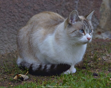 Biało-jasno-rudy kotek