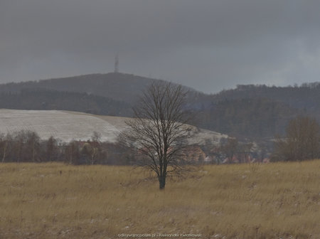 Samotne drzewo w okolicy Boguszowa-Gorce