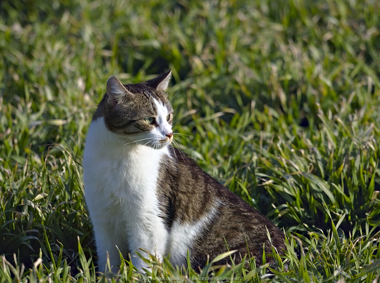 Kot w miejscowości Lipno (166.599609375 kB)