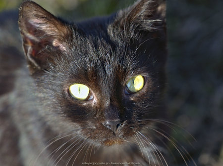 Czarny kot w Żakowie