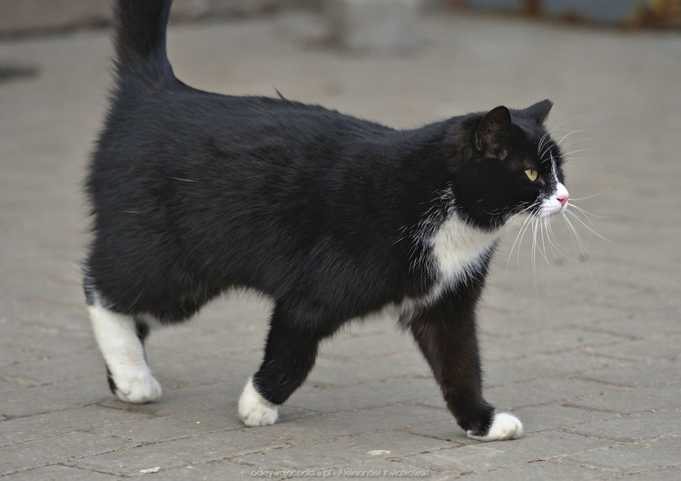 Czarny kot w okolicy Mewiej Łachy (89.994140625 kB)