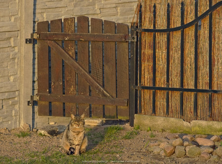 Gruby szary kot we wsi Łagwy