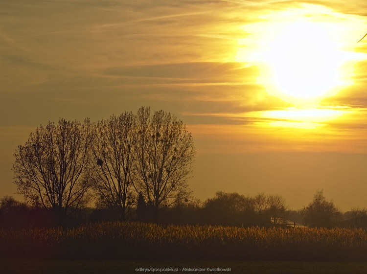 Zachodzące słońce w okolicy Wojnowic (110.9443359375 kB)