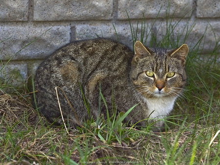 Kot w Budziszewku