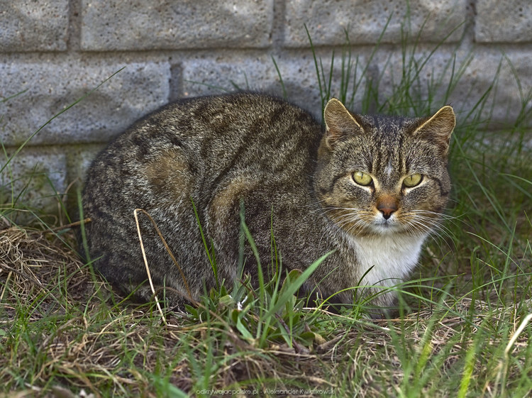 Kot w Budziszewku (190.505859375 kB)