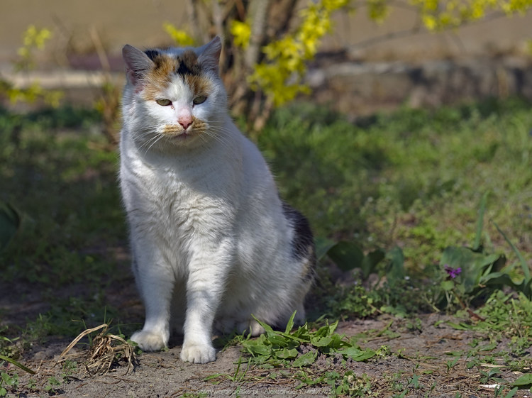 Kot w Brzeźnie (135.490234375 kB)