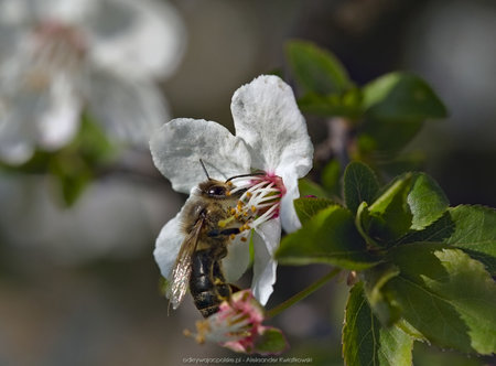 Pszczoła podczas pracy