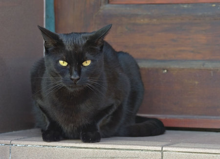 Czarny kot siedzący przy rynku