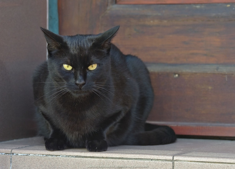 Czarny kot siedzący przy rynku (94.1552734375 kB)