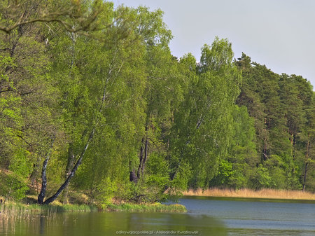 Jezioro Dębno