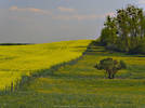 Żółte pola w okolicy Iławy
