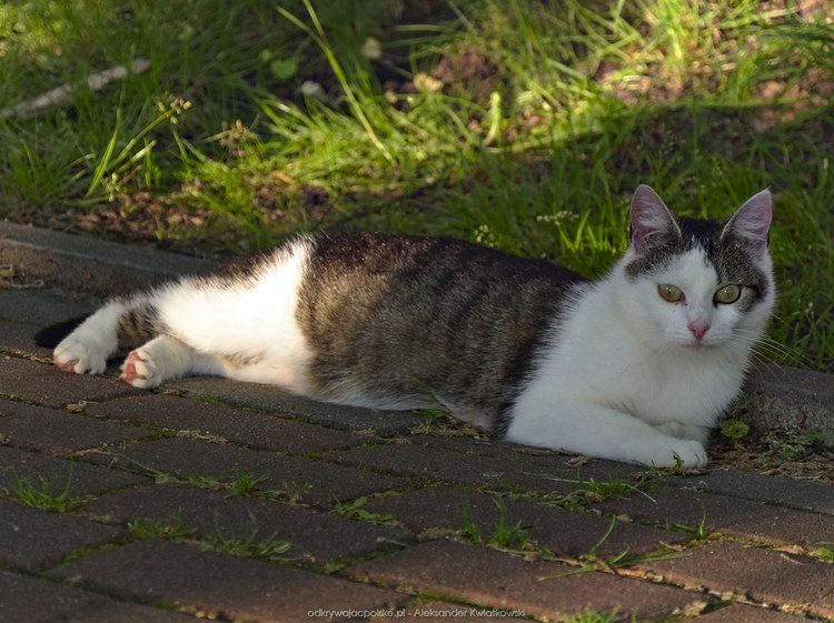 Kot w Lubniewicach (144.66796875 kB)