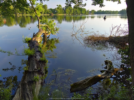 Drzewa w jeziorze Lubiąż