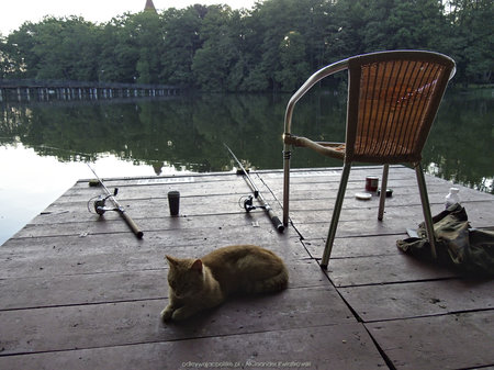 Kot rybaka w Lubniewicach