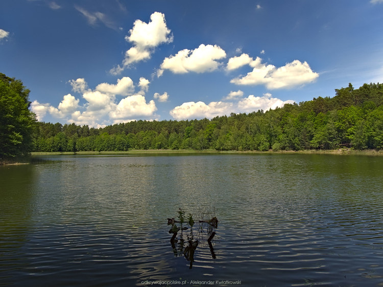 Jezioro między Lubieniem a Brzeźnem (143.595703125 kB)