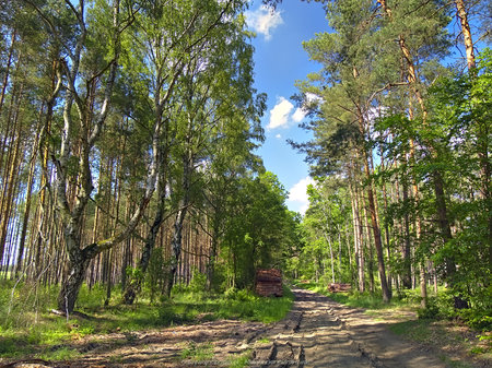 Las niedaleko Miechowa