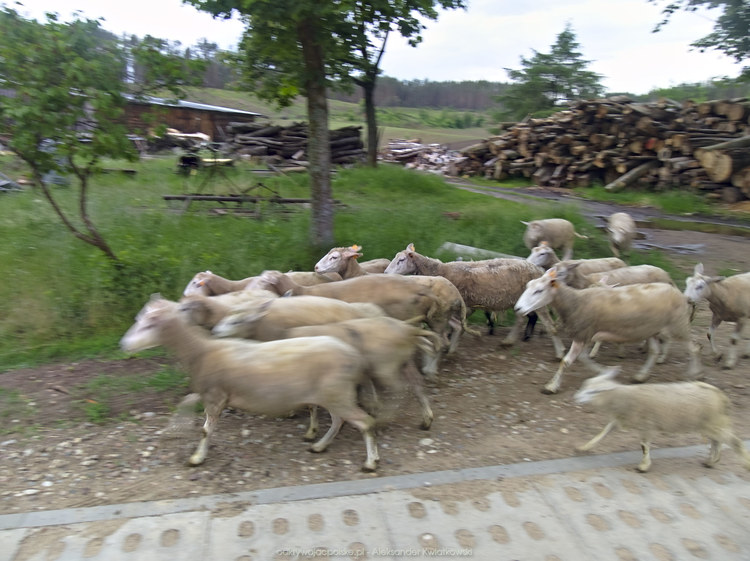 Owce w Zdunowicach (141.8349609375 kB)