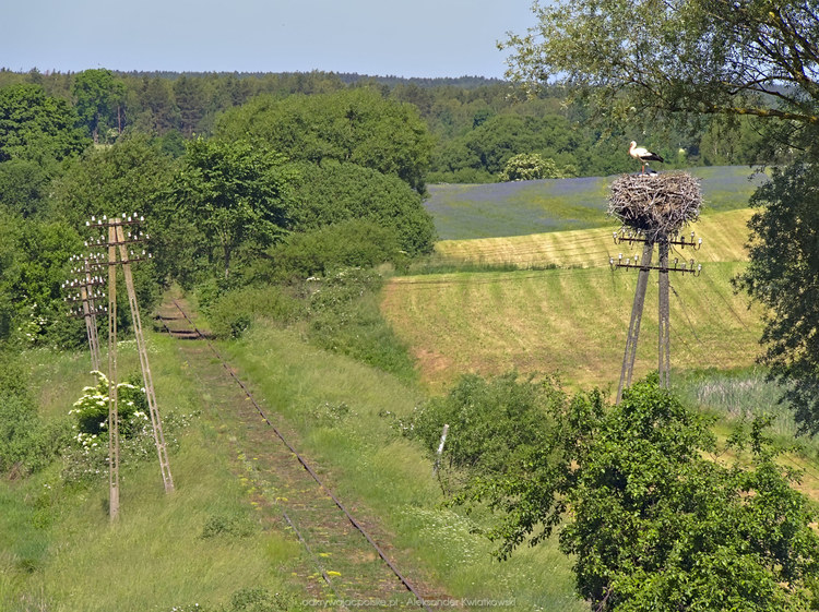 Tory kolejowe linii 212 z wiaduktu w Dąbrówce (218.880859375 kB)