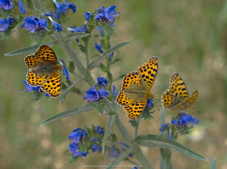 Motyle na niebieskim kwiatku (Dostojka latonia)