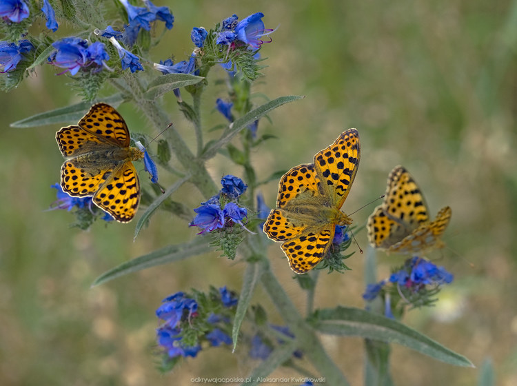 Motyle na niebieskim kwiatku (Dostojka latonia) (129.5078125 kB)
