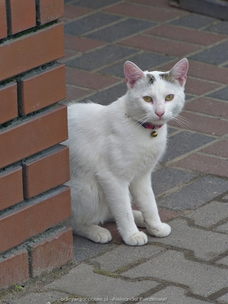 Kot w Dąbrowie (86.0537109375 kB)