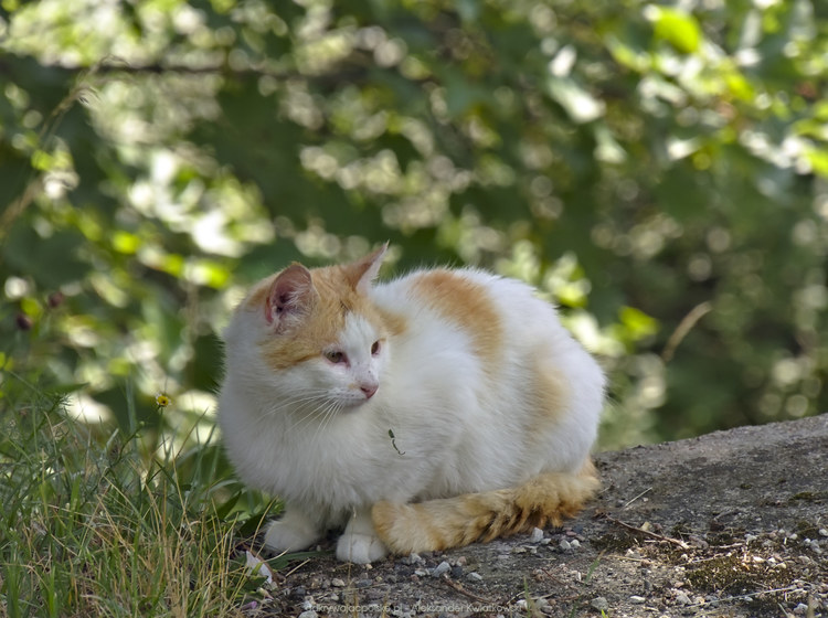 Kot przy rzece Parsęta (137.1044921875 kB)