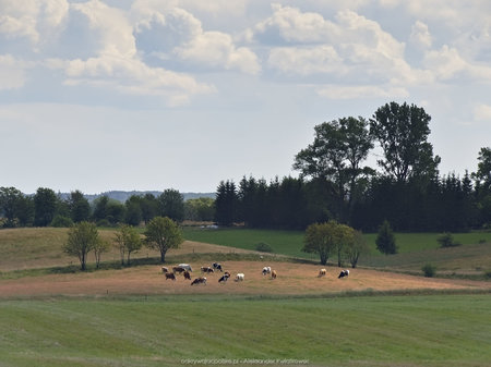 Krowy w okolicy Nowego Worowa