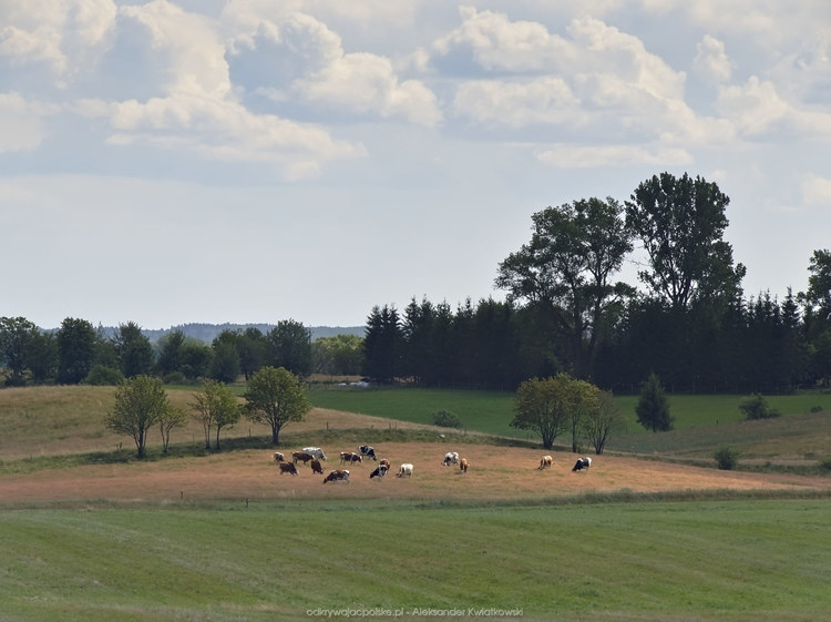 Krowy w okolicy Nowego Worowa (108.8603515625 kB)