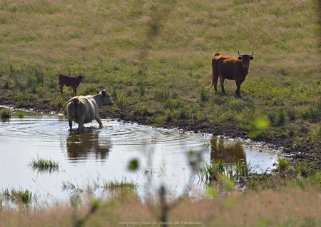 Krowy niedaleko wsi Przytoń