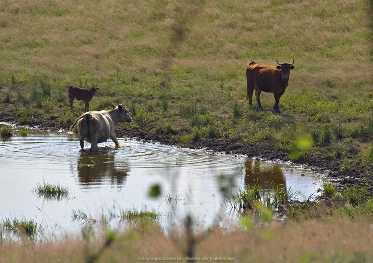 Krowy niedaleko wsi Przytoń (157.7861328125 kB)