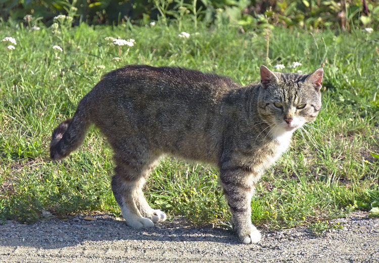 Kot w Rożnowie Łobeskim (210.326171875 kB)