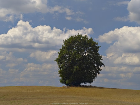Samotne drzewo na polu