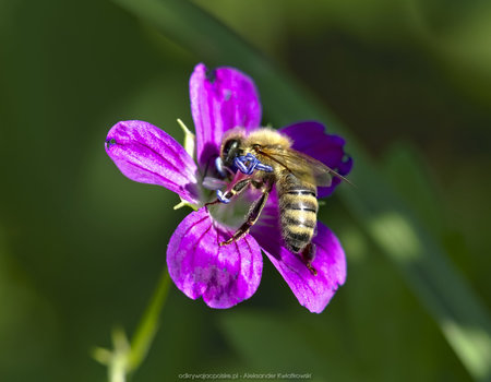 Pszczoła na kwiatku