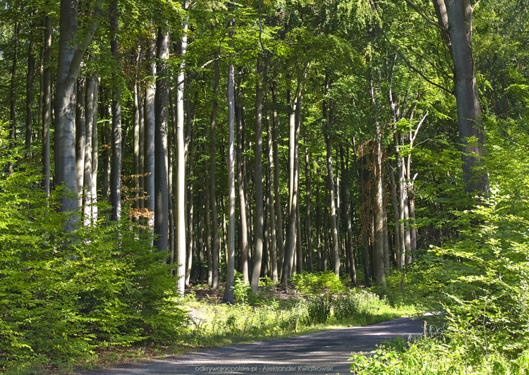 Droga przez las w okolicy miejscowości Kozy (251.4248046875 kB)