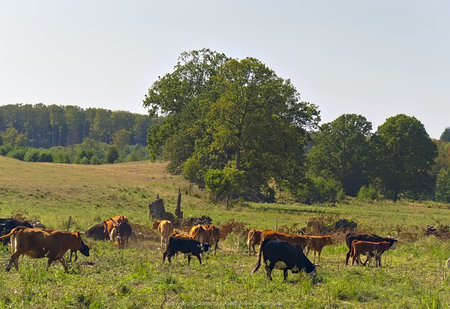 Krowy niedaleko Jeziora Okuny / osady Okole