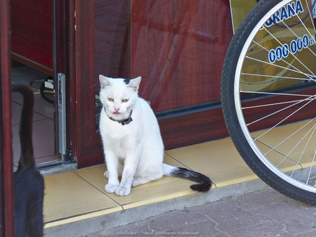 Kot przed sklepem w Ińsku