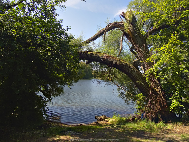 Plaża przy Jeziorze Dłusko (242.5439453125 kB)