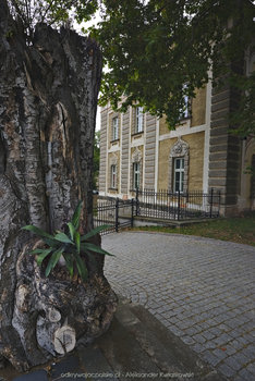 Drzewa na dziedzińcu pałacu