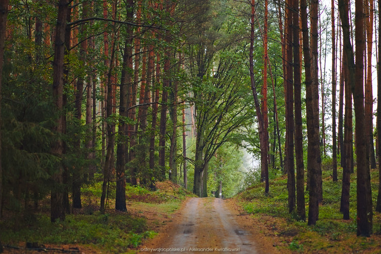 Ostatnia prosta droga w lesie (227.6748046875 kB)