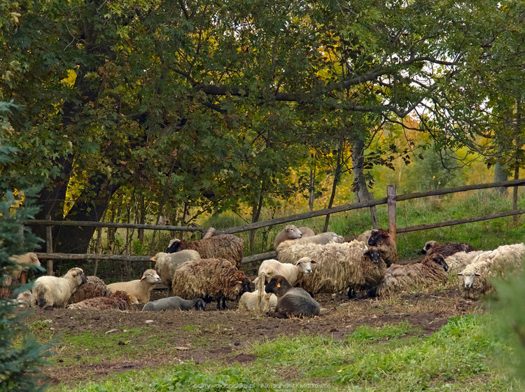 Owce w Mniszkowie (246.69921875 kB)