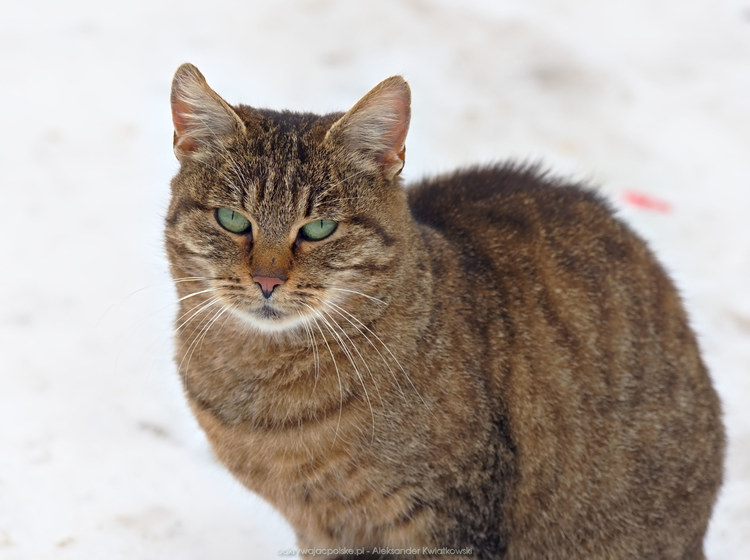 Kot na śniegu (117.5419921875 kB)