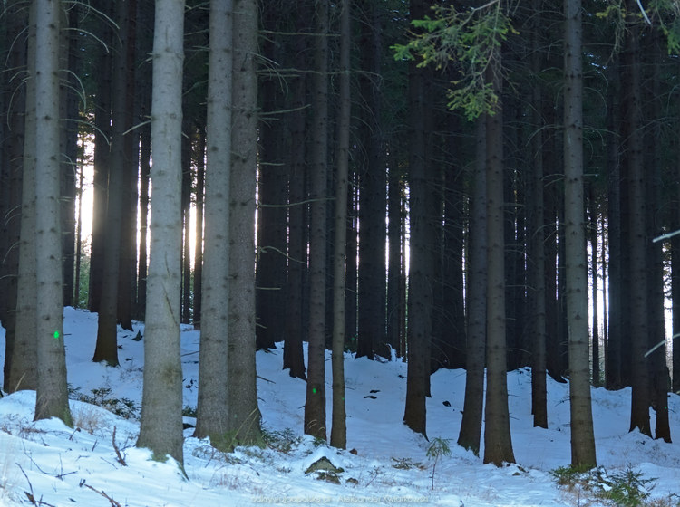 Światło w lesie (153.7724609375 kB)