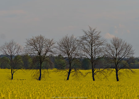 Żółte pola