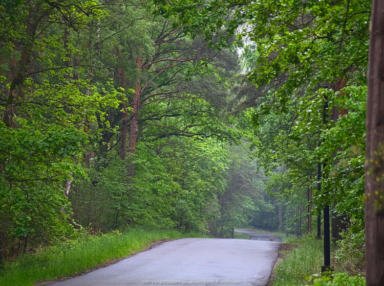 Mokry las i zwierzak na drodze (221.5546875 kB)
