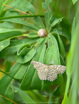 Motylo-ćma i ślimak
