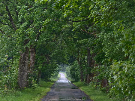 Jadąc do wsi Drężno - droga i drzewa 2