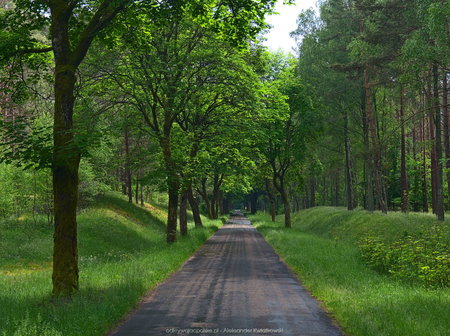 Jadąc do wsi Drężno - droga i drzewa 3